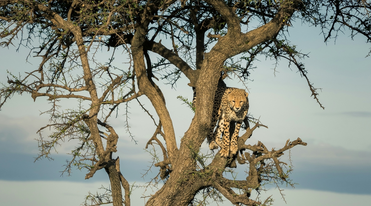 Cheetah sported up in the tree on our 3 Days Maasai Mara Wildlife tour