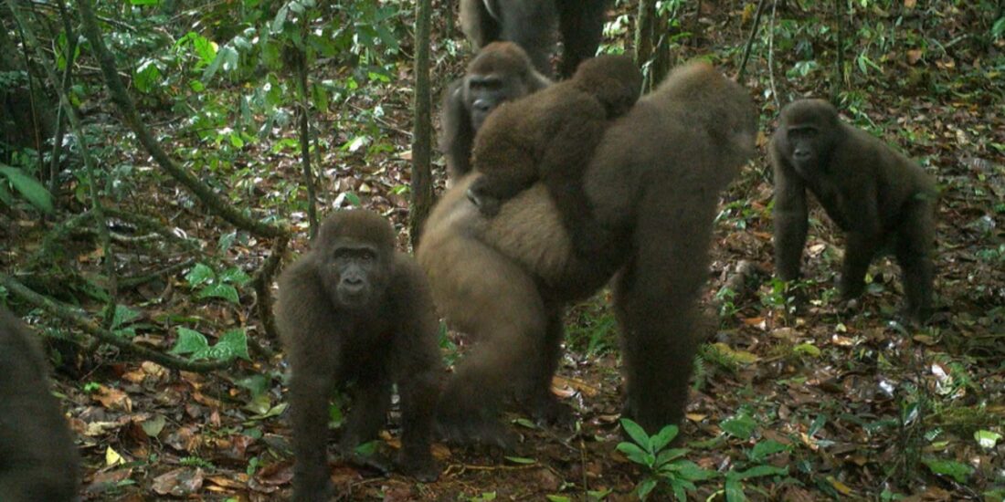 Cross River Gorillas: Nature's Rare and Resilient Primates