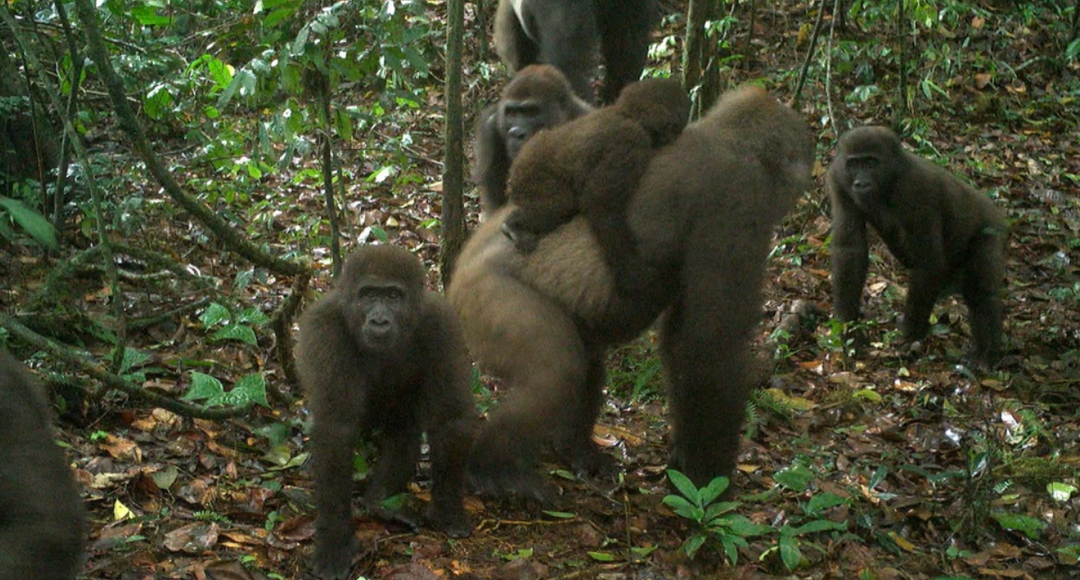 Cross River Gorillas: Nature's Rare and Resilient Primates