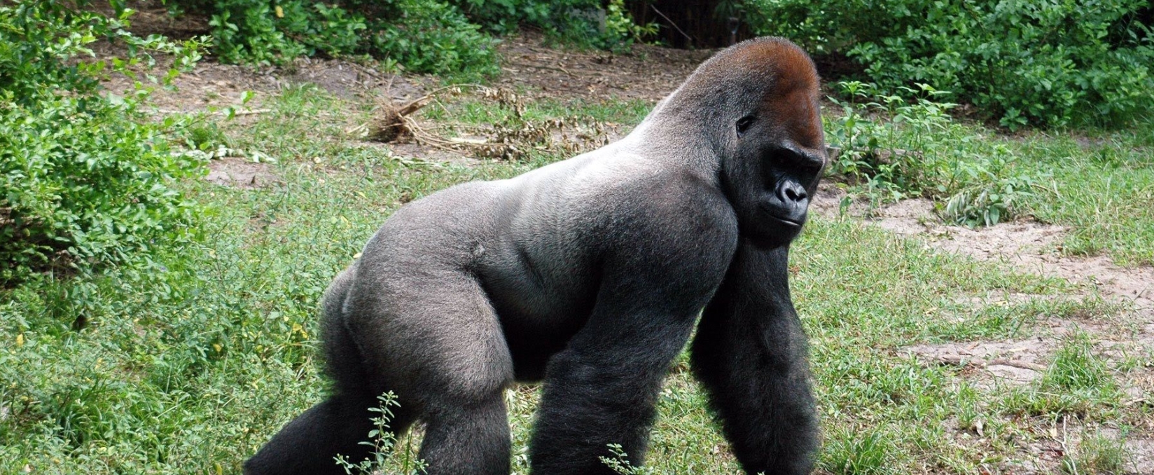 Facts About Cross River Gorillas and Their Way of Life