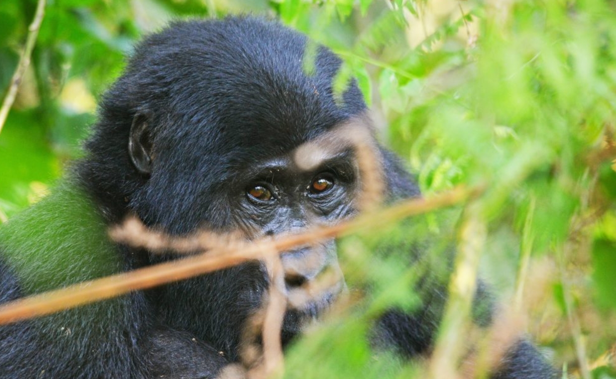 Rwanda Discounted Gorilla Permits For Gorilla Trekking safaris