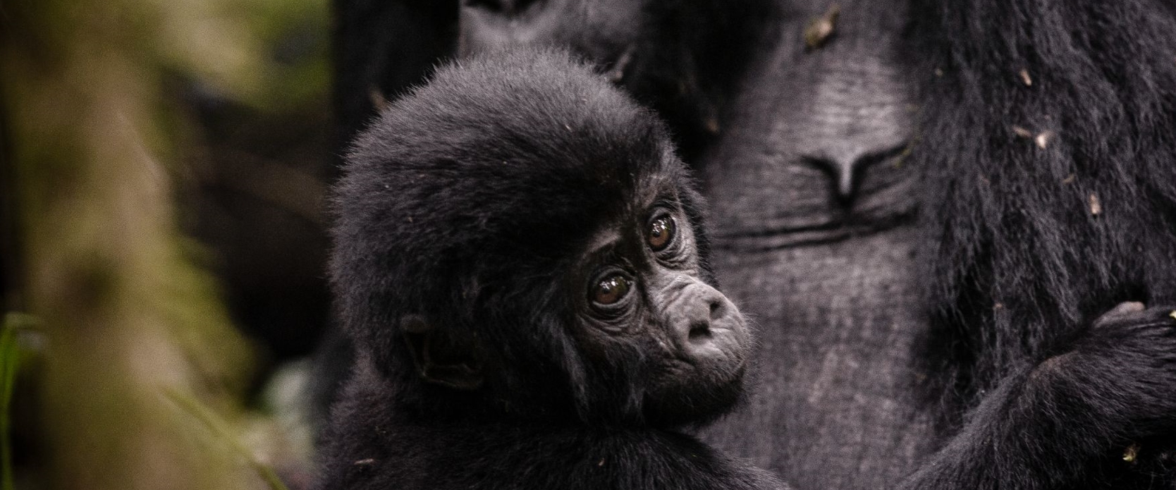 Rwanda Discounted Gorilla Permits For Gorilla Trekking safaris