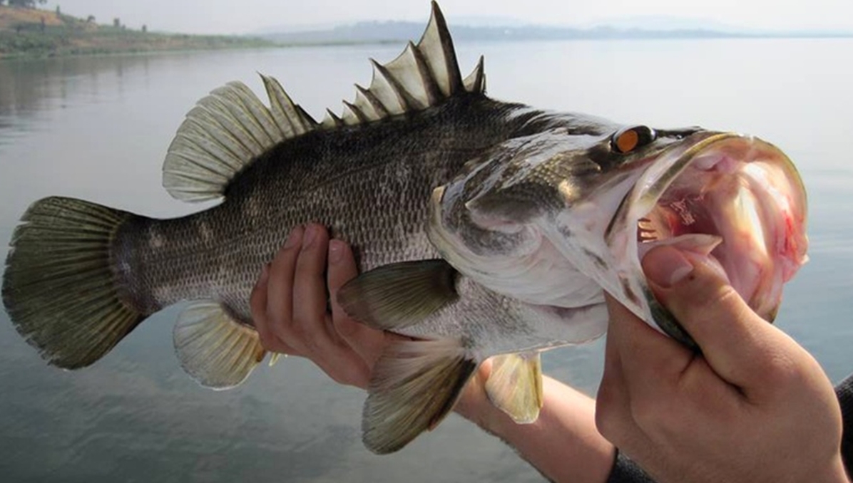 Nile Perch Caught During a Sport Fishing Safari on Lake Victoria, Uganda