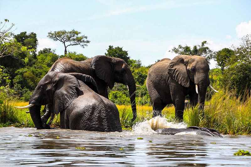 Bakers Lodge Uganda Exclusive Camps Nile River Murchison Falls