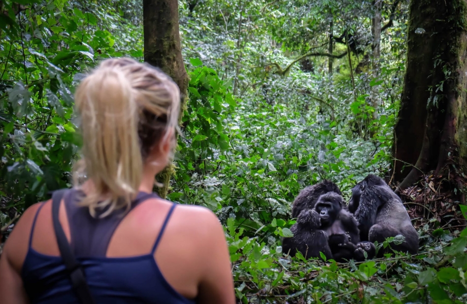Gorilla Trekking Permits