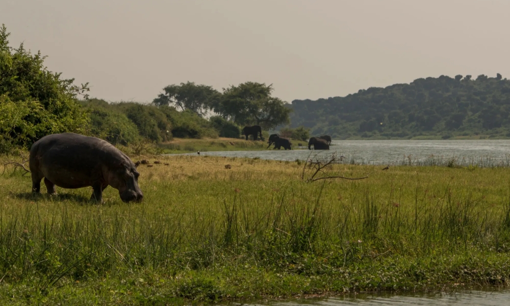Lake Albert Delta Murchison Falls National Park Wildlife Safari Activities