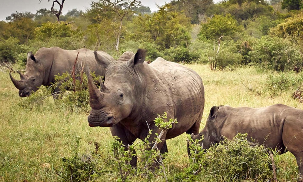 Murchison Falls National Park and Ziwa Rhino Sanctuary Safari