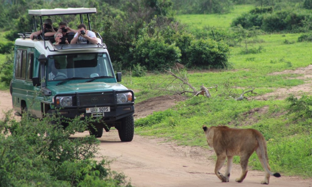 safari game among Top Activities to Do While Staying at Chobe Safari Lodge