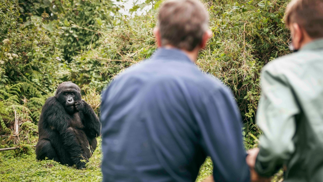 5 Tips for a Memorable Gorilla Trekking Experience in Virunga National Park