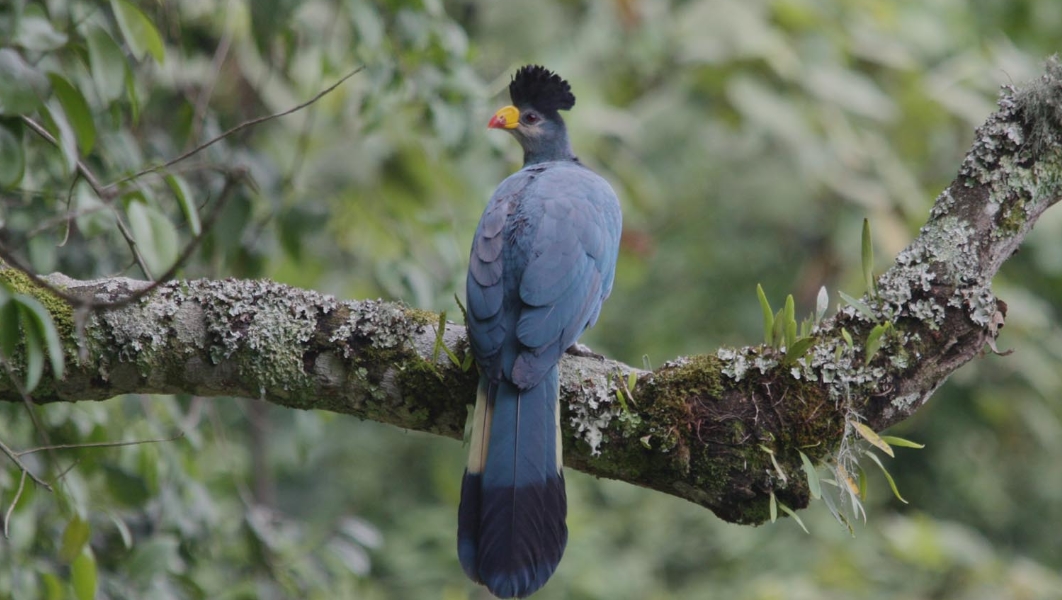 Bird Watching in Bwindi impenetrable national park