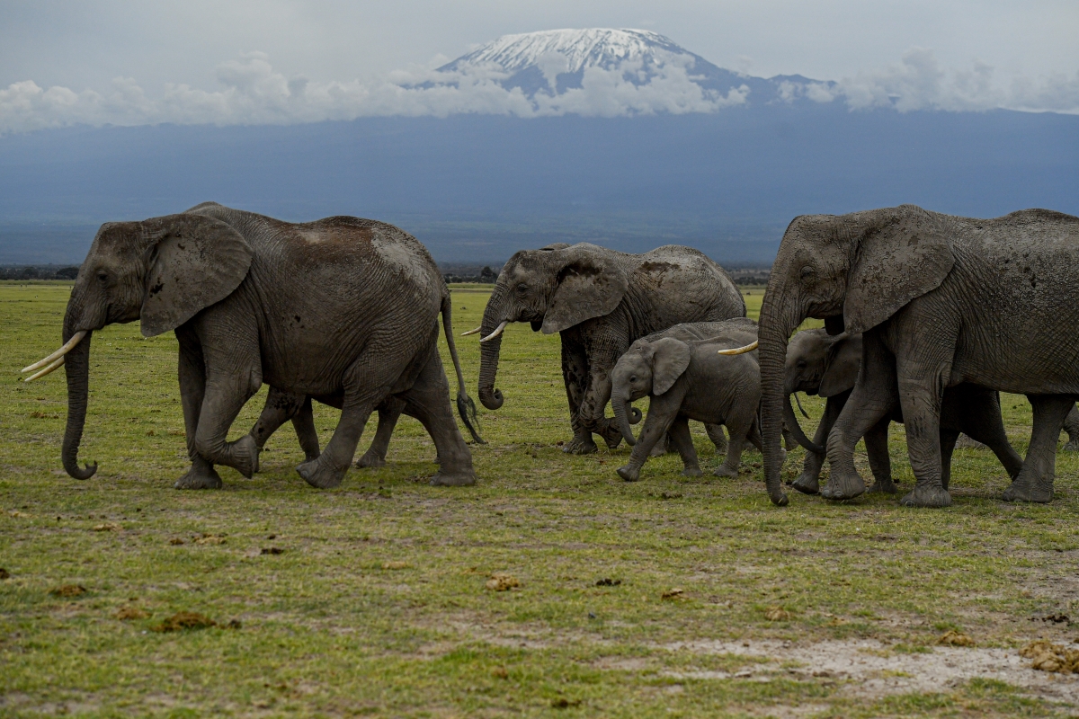 Celebrating Wildlife as National Heritage