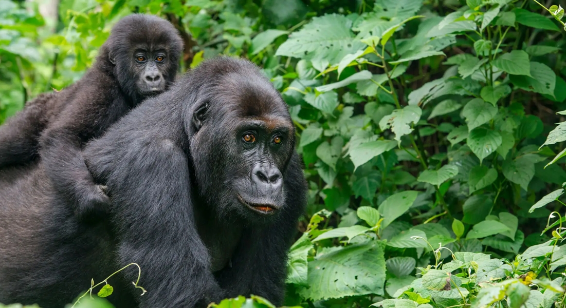 Five Main Activities To Do In Bwindi Impenetrable Forest National Park