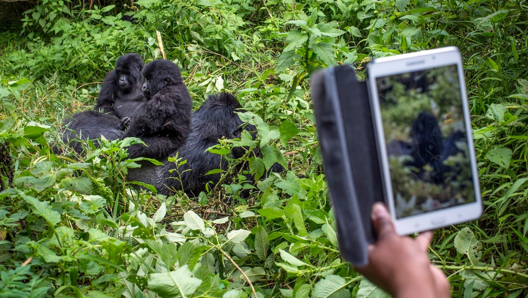 Gorilla Habituation Experience Spend Up to 4 Hours with Habituated Gorillas