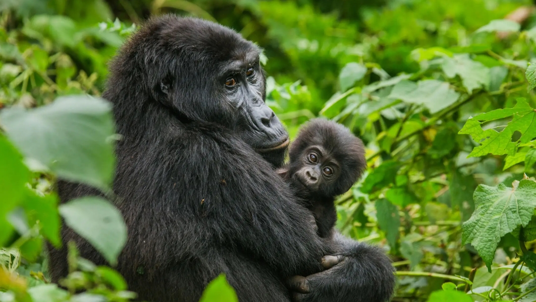 Gorilla Trekking in Bwindi Spend 1 Hour with Mountain Gorillas