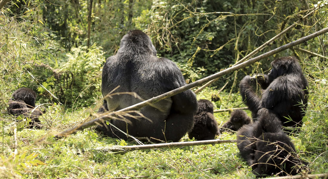 History of Gorilla Tourism in Rwanda