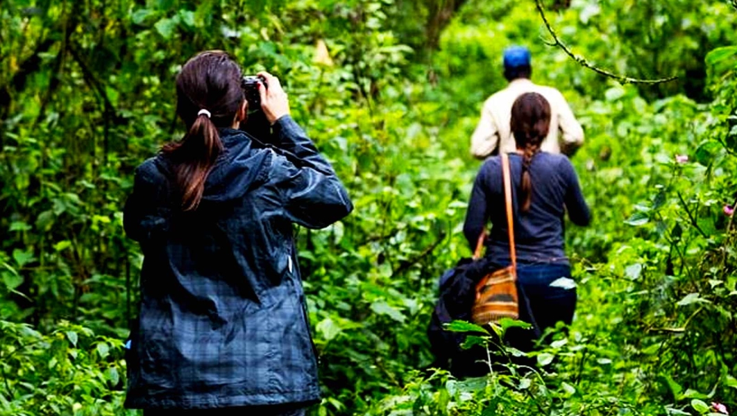 Meeting the mountain gorillas in Virunga national park