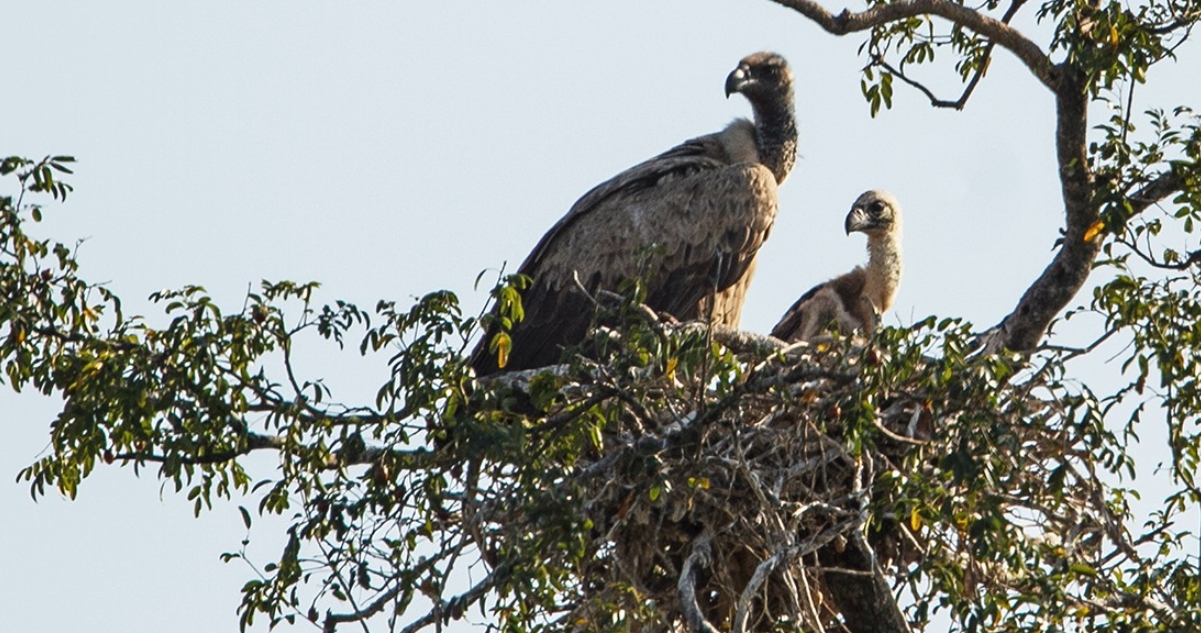 Nests for Vultures in Kenya endangered African scavenger birds