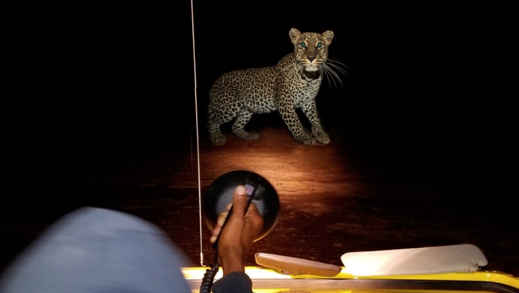 Night Game Drives on Two Days Memorable Safari Experiences In Tarangire National Park