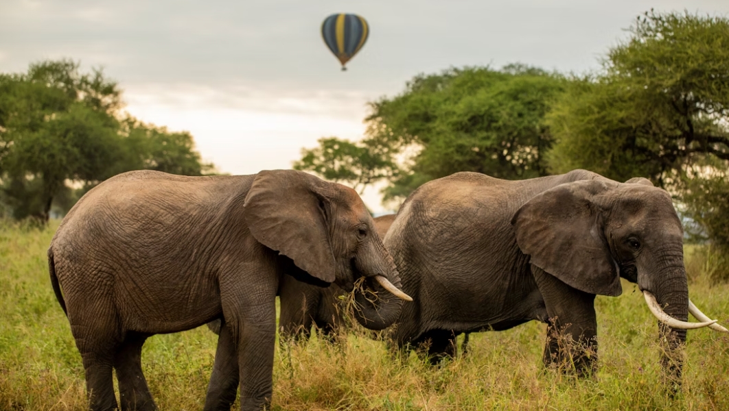 Two Days Memorable Safari Experiences In Tarangire National Park