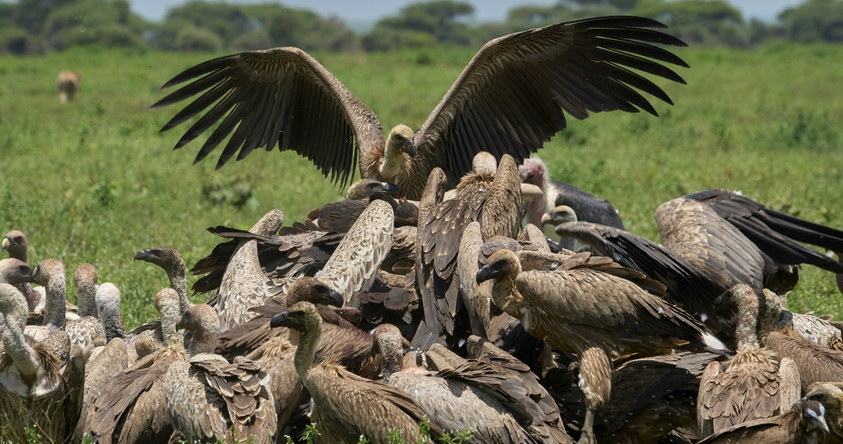 Vultures in Kenya endangered African scavenger birds