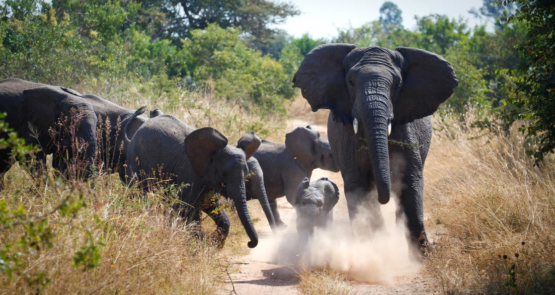 Walk the Fence Line Tour in rwands Akagera National Park