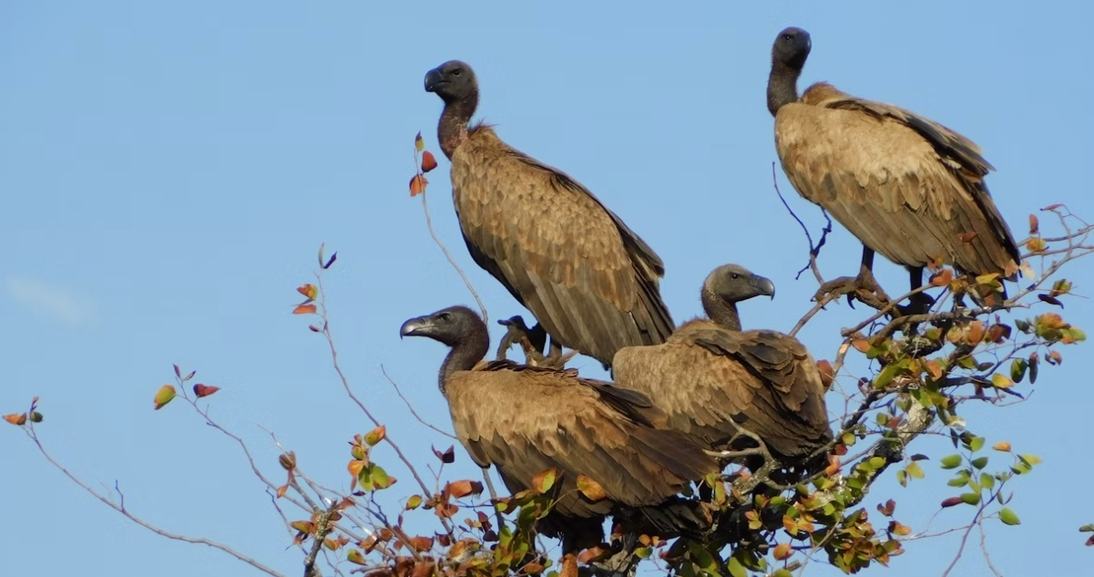 Why Travel with Aga Safaris to see Vultures in Kenya endangered African scavenger birds