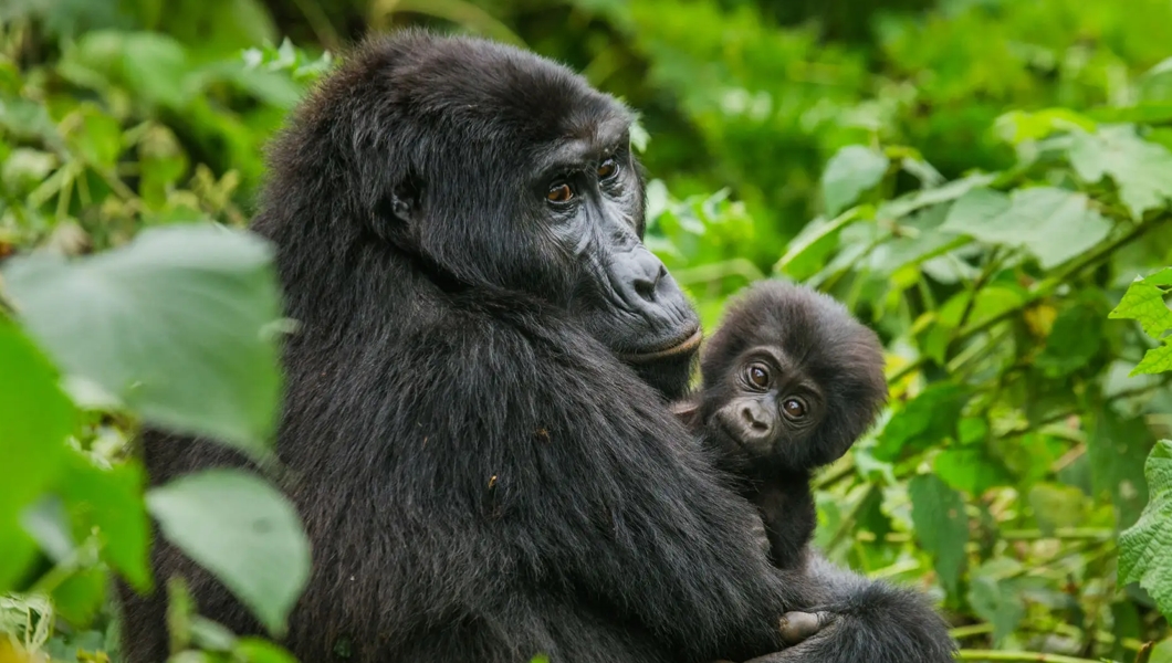 gorilla habituation experience in Rushaga sector gorilla habituation Wagtail Safari Lodge Perfect Lodge In Bwindi Forest National Park gorilla habituation experience in Rushaga sector