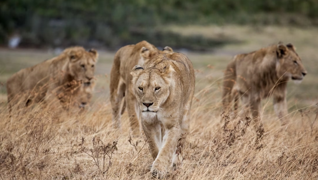 visit Kilimanjaro also explore other parts of Tanzania during their trip