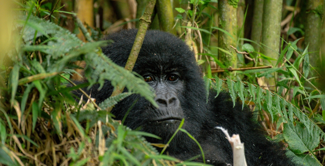 Uganda Gorilla Trekking Permits Age Limit Prices & Best Time to Visit