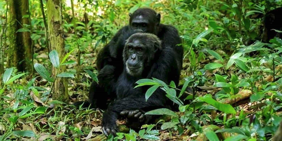 Things To do Exploring Budongo Forest