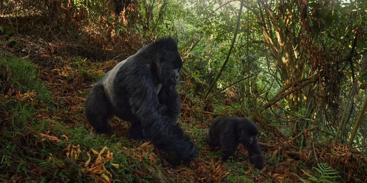 Cutting Costs for Gorilla Safari in Virunga National Park