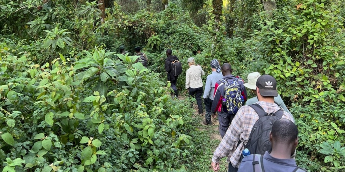 Walking Safaris in Bwindi Impenetrable Forest National Park