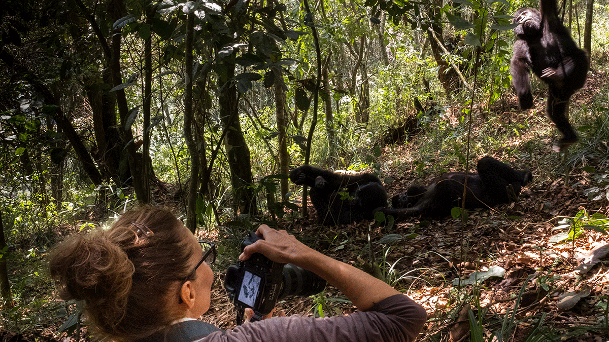Gorilla Habituation Experience in Uganda