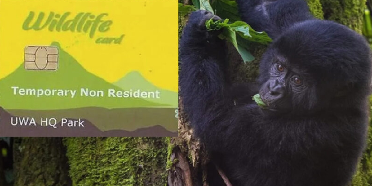 Gorilla Trekking Permit