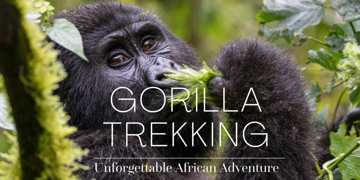 Gorilla Trekking Procedures in Bwindi Impenetrable Forest National Park