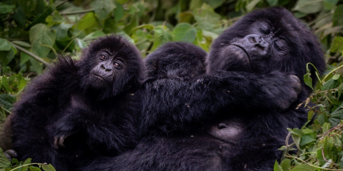 Hirwa gorilla family has 16 members