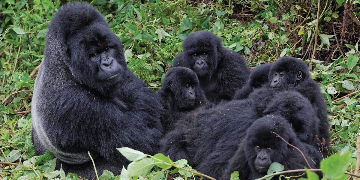 Mountain Gorilla Families in Volcanoes National Park Rwanda