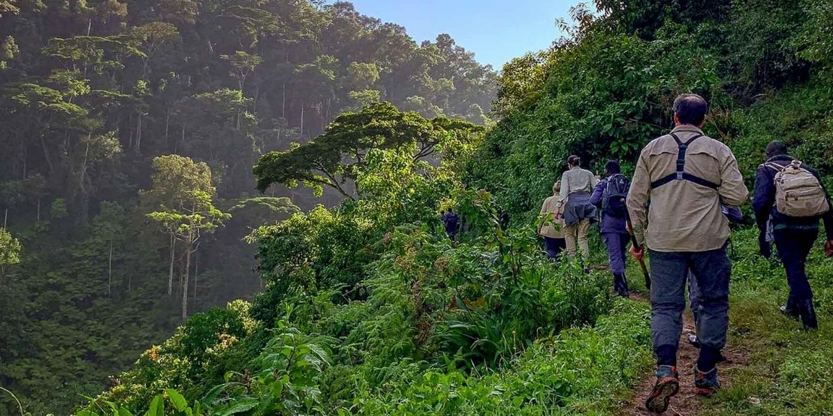 Nature Walking Safaris Bwindi