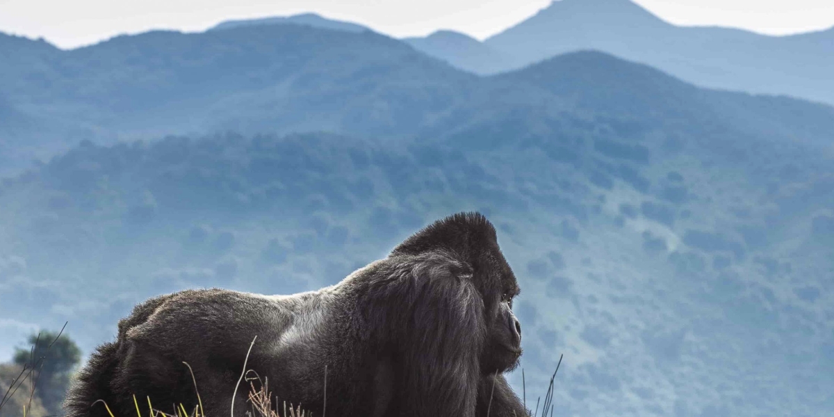 How to Book a Gorilla Trekking Permit