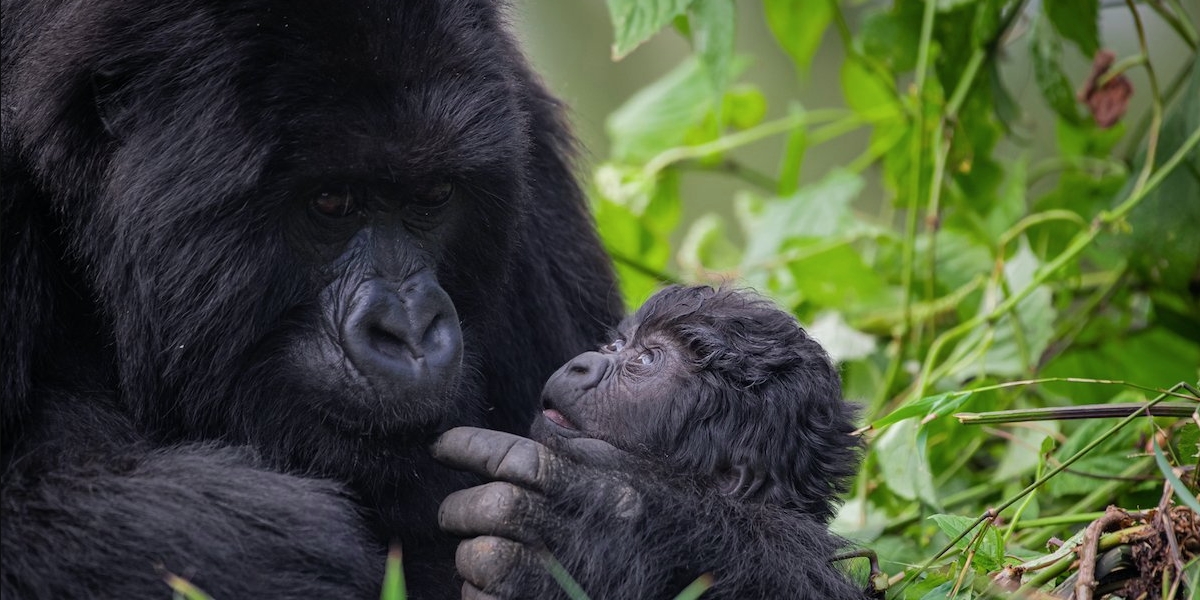Sabinyo gorilla family consists of eight members