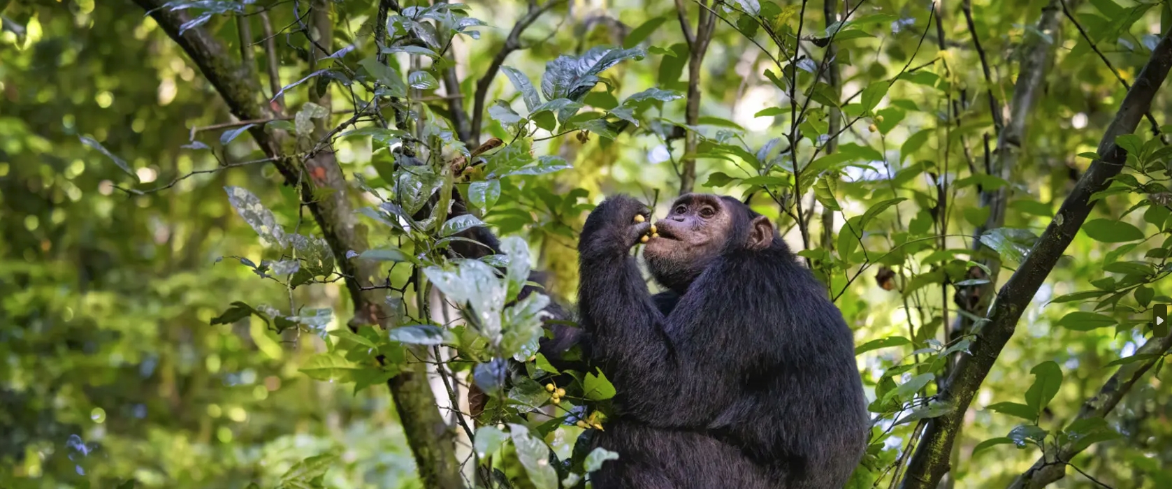 Things To do Exploring Budongo Forest in Uganda