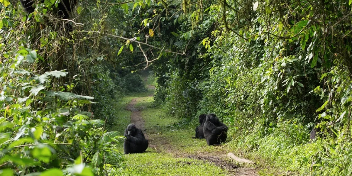 Walking Trails In Bwindi Impenetrable forest