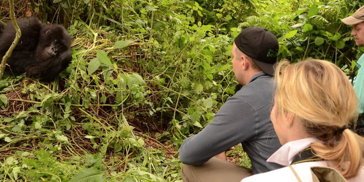 What Are the Guidelines for Gorilla Trekking?