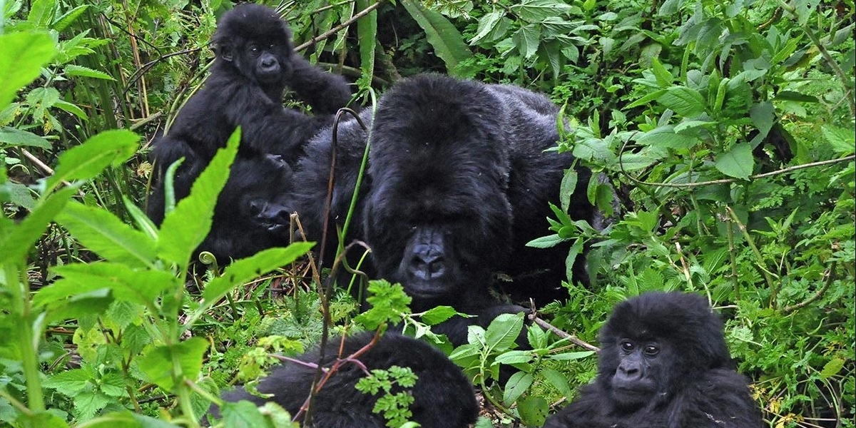 gorilla habituation experiences