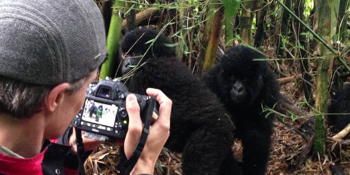 gorilla trekking & habituation experiences