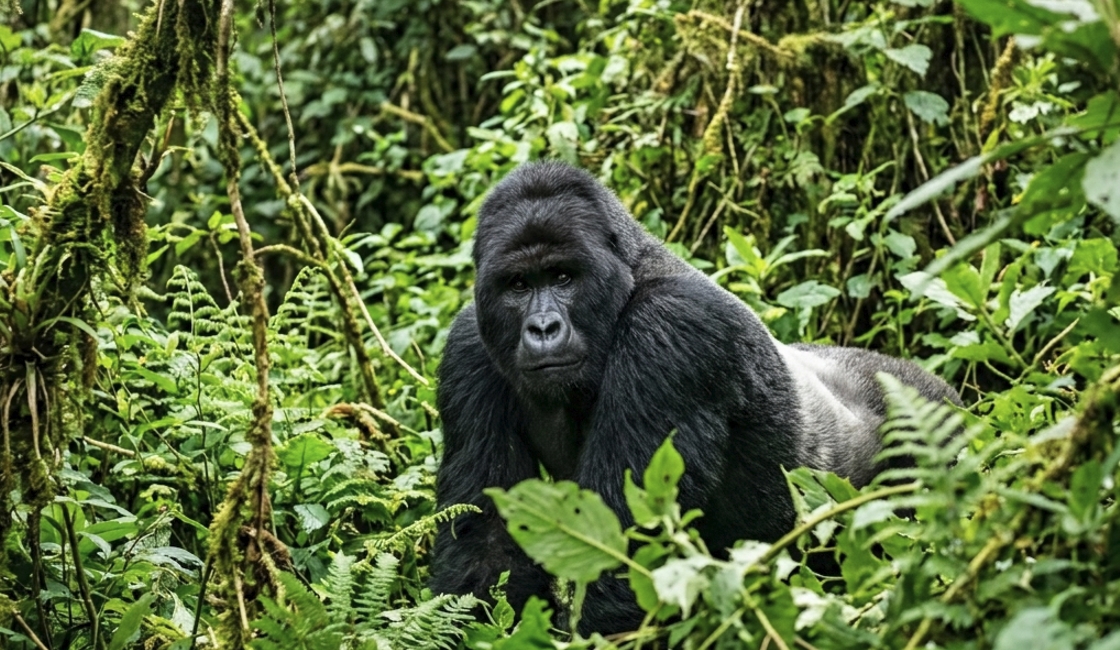 Best Animals to See on a Safari in Uganda