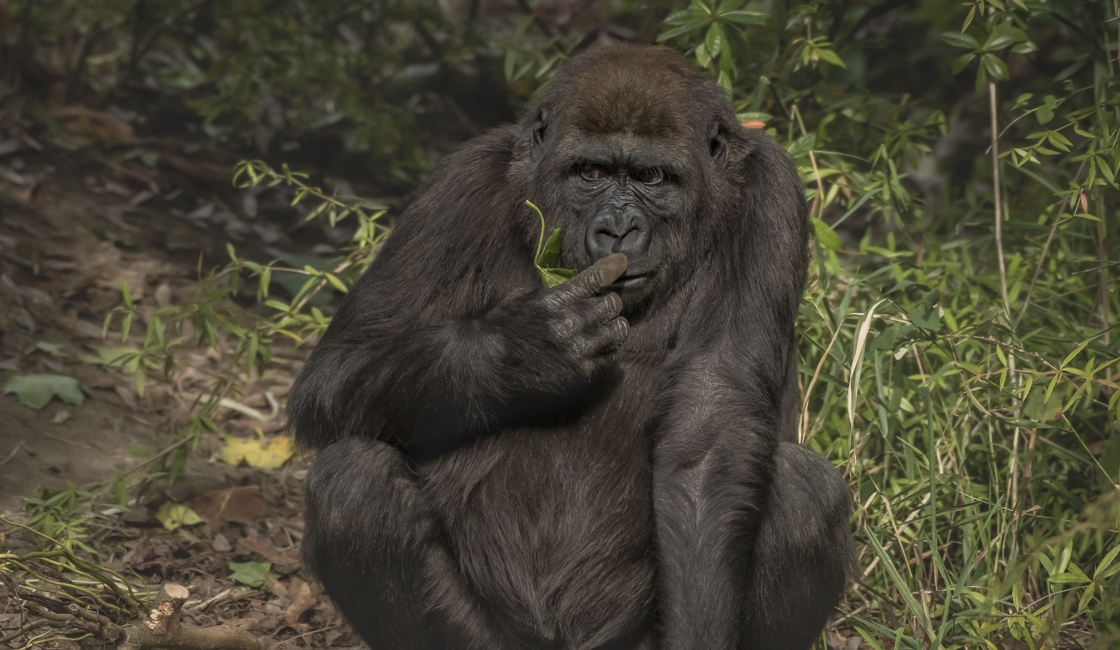 Place to see chimpanzees is Kibale Forest National Park, Budongo Forest near Murchison Falls, Kalinzu Forest and Kyambura Gorge in Queen Elizabeth National