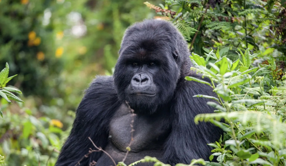 In Uganda these gentle giants live in the thick tropical rainforests of Bwindi Impenetrable National Park and Mgahinga Gorilla National Park.