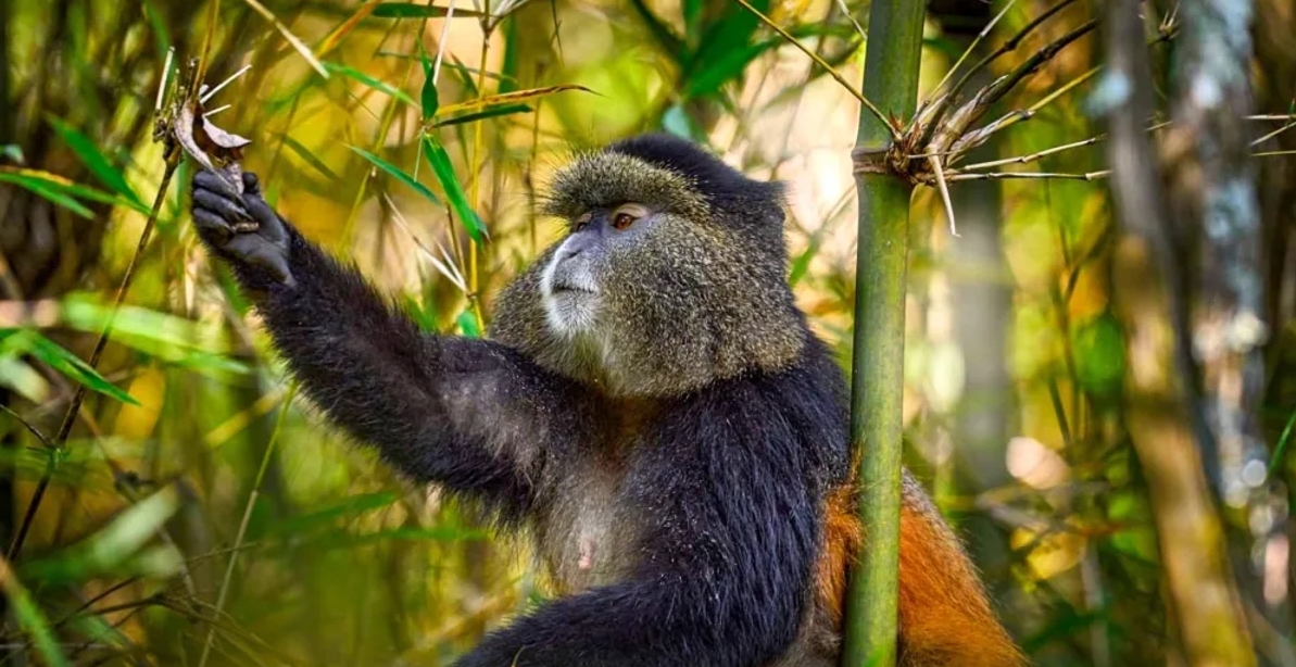 Golden Monkey Trekking Experience in Uganda