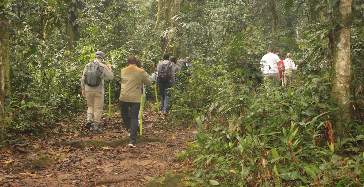 gorilla trekking experience